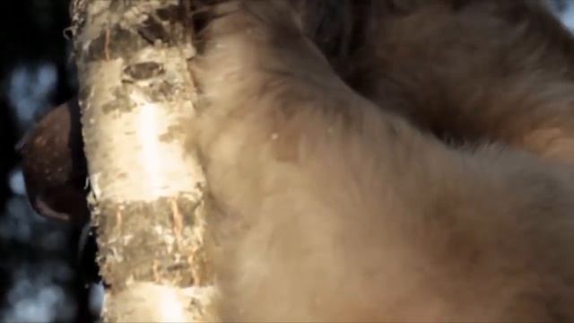 Преподобный Сергий Радонежский смотреть онлайн