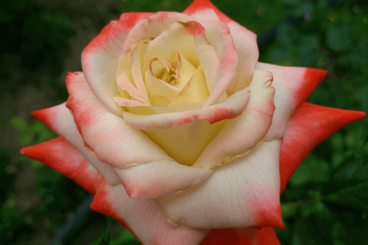 Чайно-гибридные розы. Обрезка весной (Hybrid Tea roses)