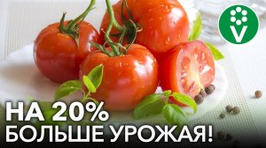 УВЕЛИЧИТЬ УРОЖАЙ ПОМИДОРОВ И ПЕРЦЕВ ПРОЩЕ ПРОСТОГО! Посадите рядом всего одно растение