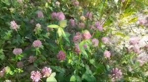 Читаю стихи. Автор Геннадий Шпаликов