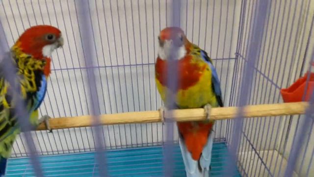 25 апреля 2021 г. Пара попугаев Розел смотреть онлайн