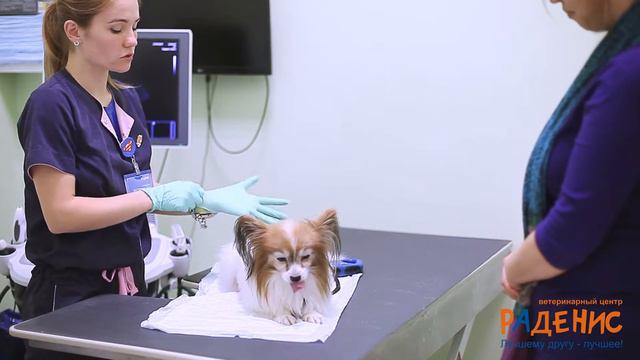 Какие животные могут подвергнуться заболеванию сердца? смотреть онлайн