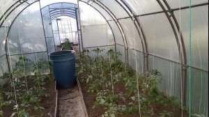 Как я спасаю томаты от жары. Затеняю теплицы.Мой секрет,лайвхак,хитрый способ.mp4