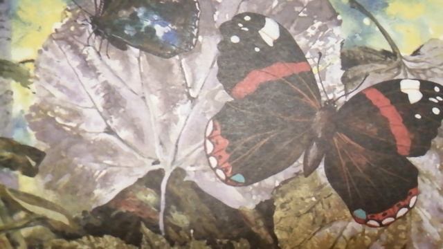 БАБОЧКА Адмирал !!!!!! смотреть онлайн