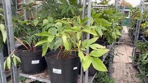 Егорьевский питомник Никитенко Александра. Немного о нас. Обзор Садового центра и полей.