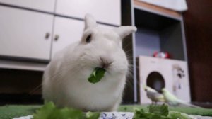 Салатик для кролика ??