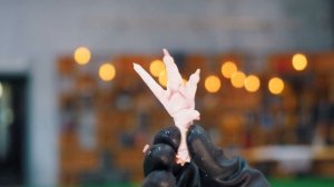 Что если РОЗУ ОПУСТИТЬ В КИСЛОТУ: СЕРНУЮ, СОЛЯНУЮ, АЗОТНУЮ и ПЛАВИКОВУЮ?