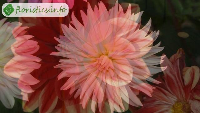 Георгины – посадка, уход и хранение, выращивание георгинов в саду смотреть онлайн