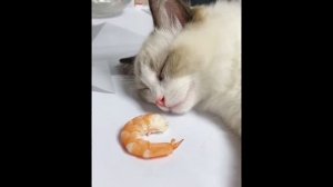 котик и креветка