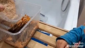 #Мокрицы. Содержание мокриц в домашних условиях в контейнере.#Woodlice. Keeping at home