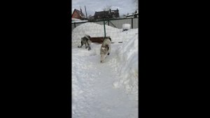 Сборник коротких видео про будни питомника Алабаев