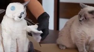 Кот смотрит, как режут торт, похожий на котика( Коту теперь нужен психолог)