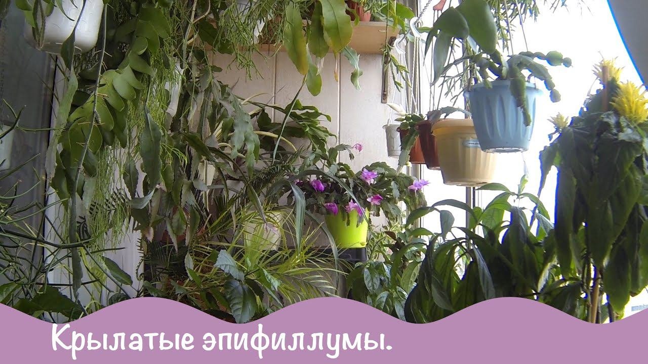 Цветы на балконе. Эпифиллумы. Будни цветовода.