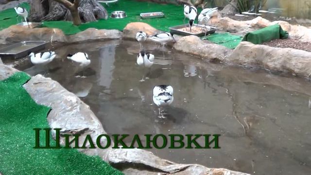 московский зоопарк игнат смотреть онлайн