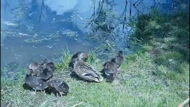 Утки с утятами смотреть онлайн