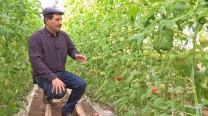 Созревание первых плодов розового томата Фенда F1 (19-02-2018)