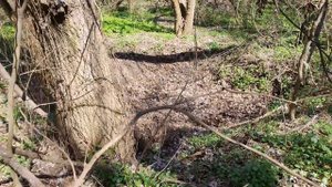 ПОИСК ЗОЛОТА (ЯМЫ ШУРФЫ)