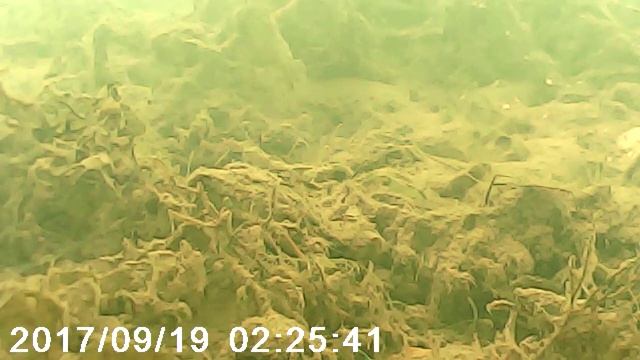 вот почему нет клёва. смотреть онлайн