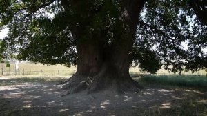 800-летний Суворовский дуб в Крыму!