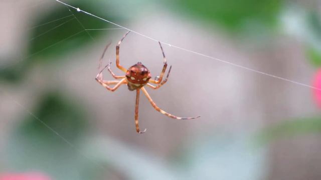 Canon Sx50 HS Spider 50x zoom movie смотреть онлайн