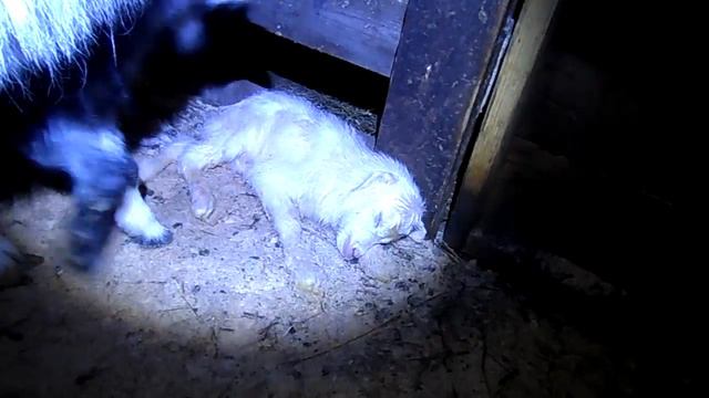 Пополнение в хозяйстве. Окатилась коза. смотреть онлайн