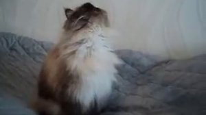 Кис кис кисуня