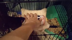 УХОД ЗА КРЫСАМИ 🐁  Как согреть крысу В ХОЛОДА🐁 Как остудить крысу В ЖАРУ🐁