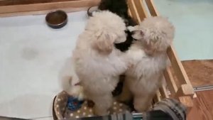 Той-пудель. Видео от 15.10.2022