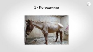 Определение кондиции лошади. Худая или толстая?