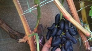 Виноград Хэллоуин, Аватар и Рататуй.