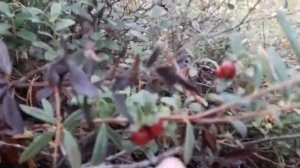 Карелия.  Озеро Уварово