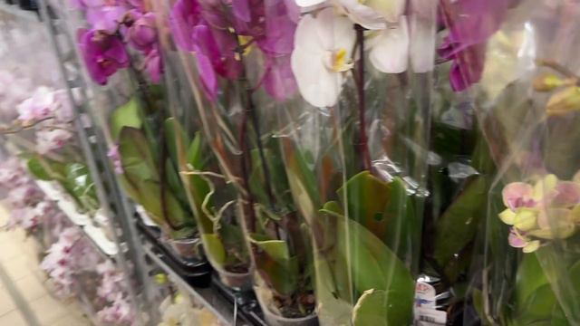 Завоз Орхидей! Много сортов фаленопсисво от JMP: Айрон мен Биглипы Мультифлоры Парфюмерная фабрик смотреть онлайн