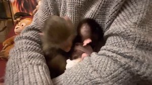 УРА!!! У нас первые успехи, Люся ДАЛА СЕБЯ ОБНЯТЬ Степашка!  Обижается, но терпит!!!