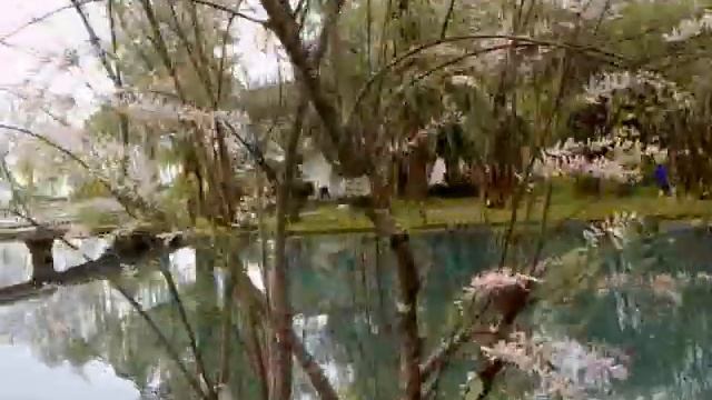 Абхазия Новый Афон озеро с лебедями смотреть онлайн