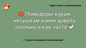 Помидоры курам несушкам какие давать ? сколько и как часто