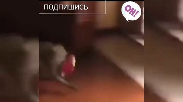 Подборка приколов с обезьянами. Ржака до слёз, корка/ Умора.🐒🐵😱