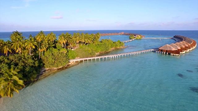 [4K UHD] Красивые дикие животные и расслабляющая музыка для снятия стресса смотреть онлайн