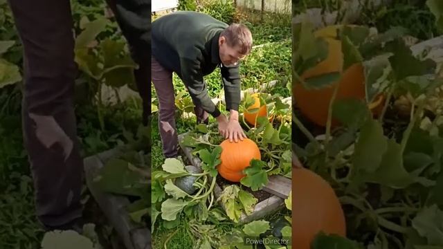 Урожай тыквы смотреть онлайн