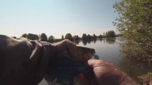 Карась в сентябре.