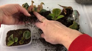 Ростки на срезе листа у глоксиний. Что делать?