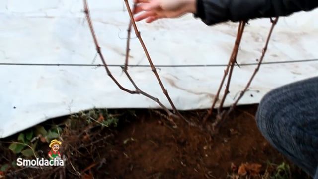 Как обрезать виноград. Обрезка винограда осенью