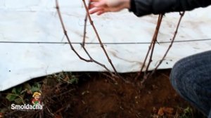 Как обрезать виноград. Обрезка винограда осенью