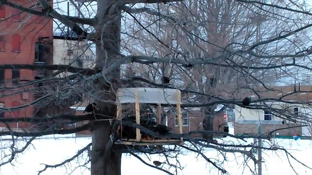 Project Made*In*America-2017.Скворцы в январе на кормушке. смотреть онлайн