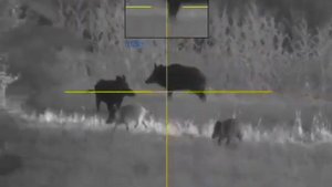 Sauer 101 30-06 Springfield Wild Boar Night Hunting with Pulsar Digex N455