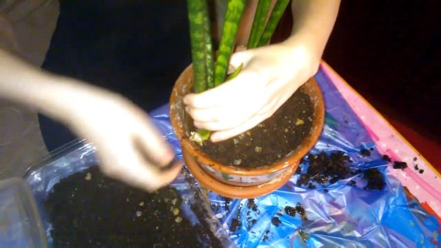 Пересадка тещиного языка (сансевиерии) смотреть онлайн