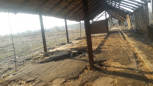 Ничего не успеваю. Швицкая корова смотреть онлайн