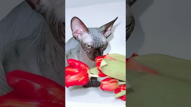 Лысая кошка Сфинкс любит цветы