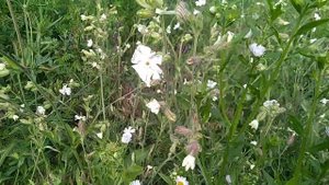 Изжогу, бессоницу, гастрит лечит смолевка белая. Silene latifolia.