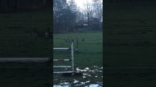 Семья оленей живущие в городе