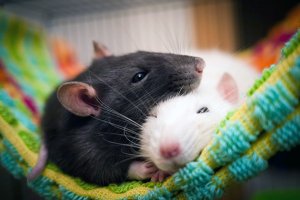 Бюджетная клетка для Крысы за 500 рублей ► Дешевая клетка для Крысы своими руками
